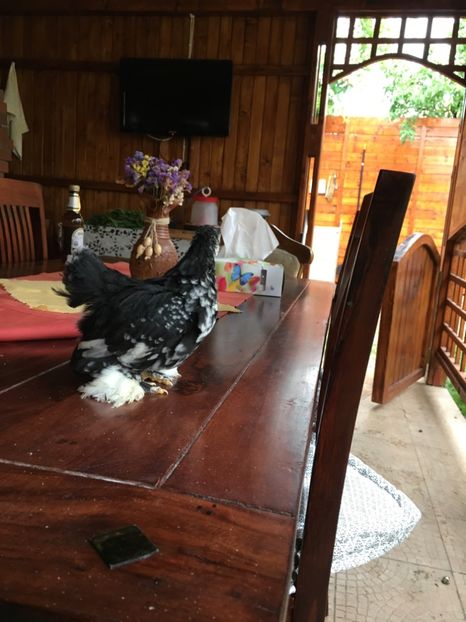  - Puișori cochi pitic 2017