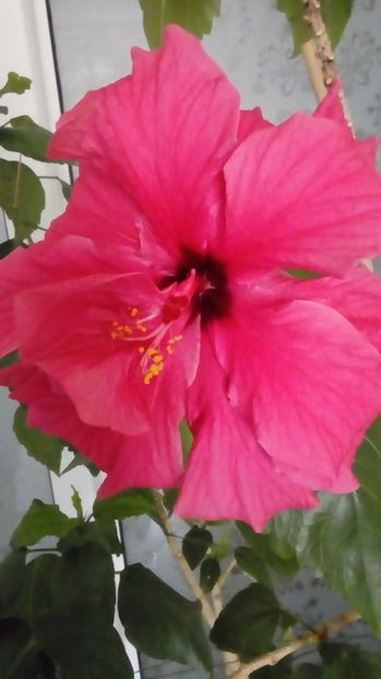 P_20170509_ - Hibiscus