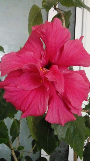 P_2017050 - Hibiscus