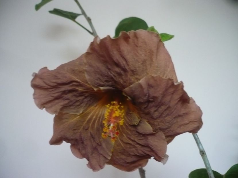 P1310820 - HIBISCUSI 2017-1