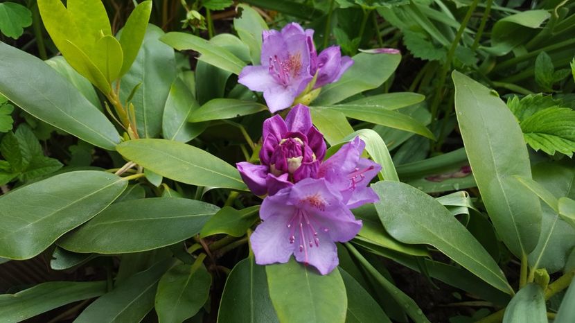 Rhododendron Catawbiense grandiflorum - Flori din gradina - 2017