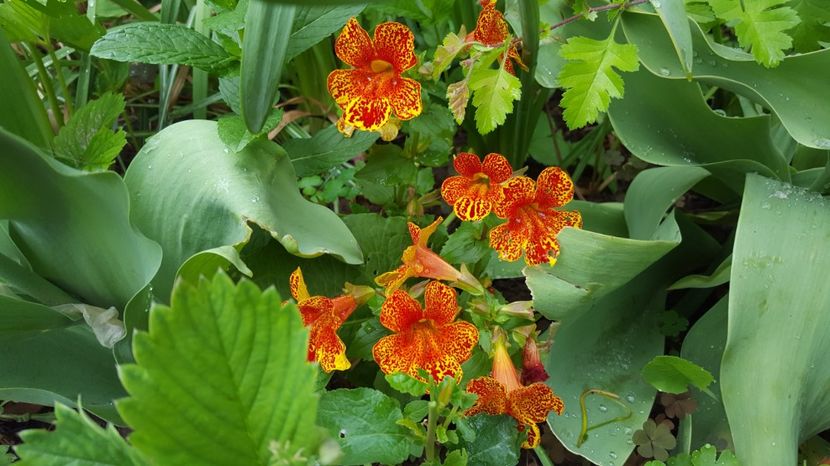 Mimulus - Flori din gradina - 2017