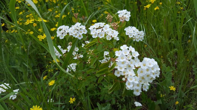 Spirea vanhoutten - Flori din gradina - 2017