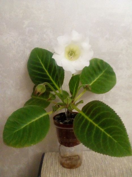 2017 - categoria incepatori 2017