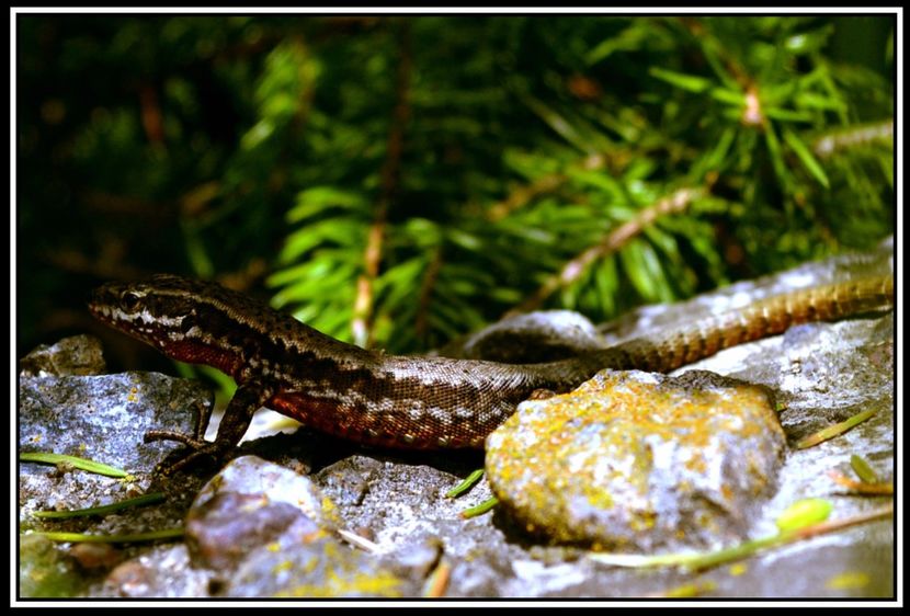 Soparla de ziduri - Podarcis muralis - Animale mari si mici