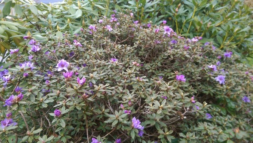  - Frumoasa mea gradina