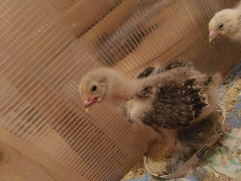 P_20170508_144110 - Pui seria 1-2017