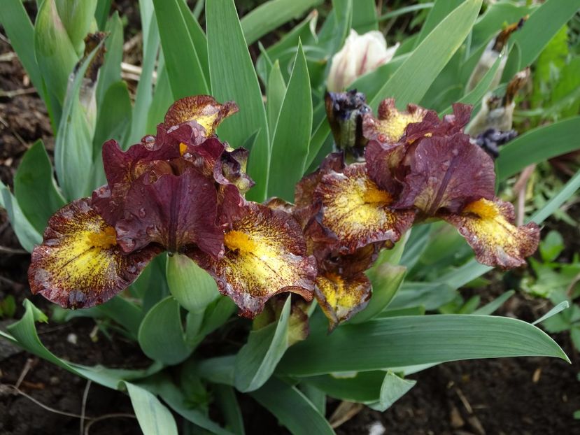  - Irisi 2015-2016-2017-2018