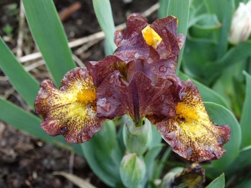  - Irisi 2015-2016-2017-2018