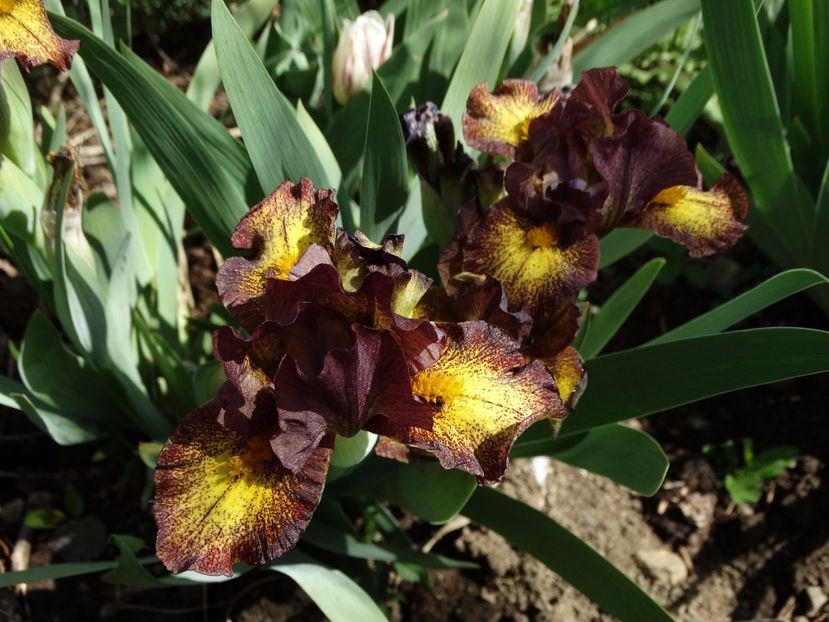  - Irisi 2015-2016-2017-2018