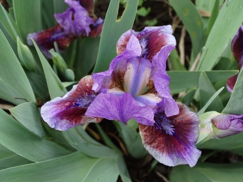  - Irisi 2015-2016-2017-2018