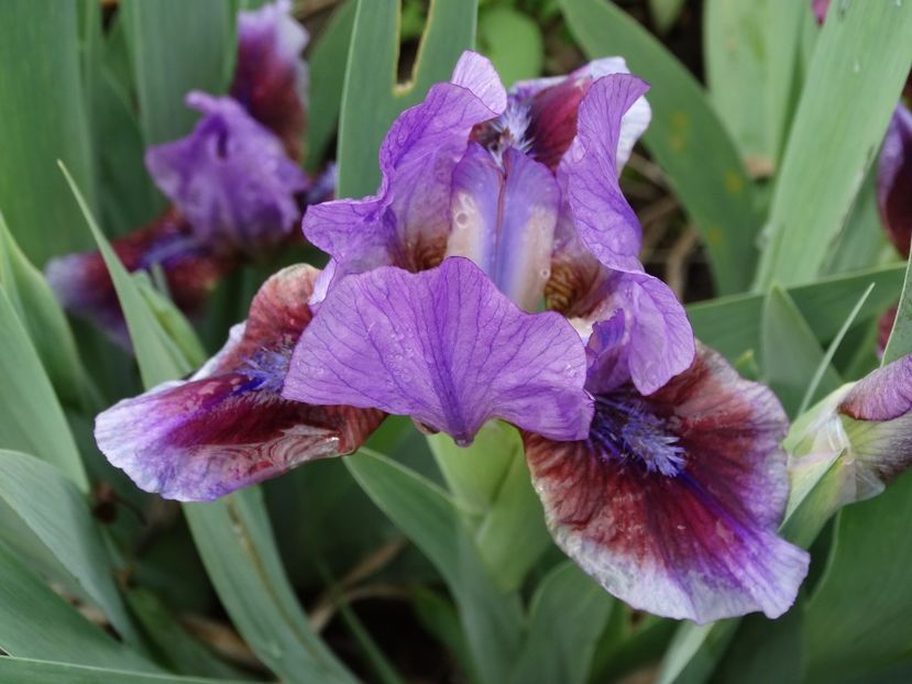  - Irisi 2015-2016-2017-2018