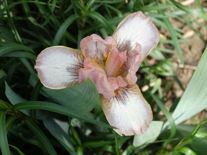  - Irisi 2015-2016-2017-2018