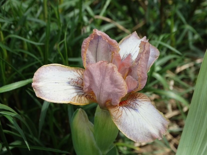  - Irisi 2015-2016-2017-2018