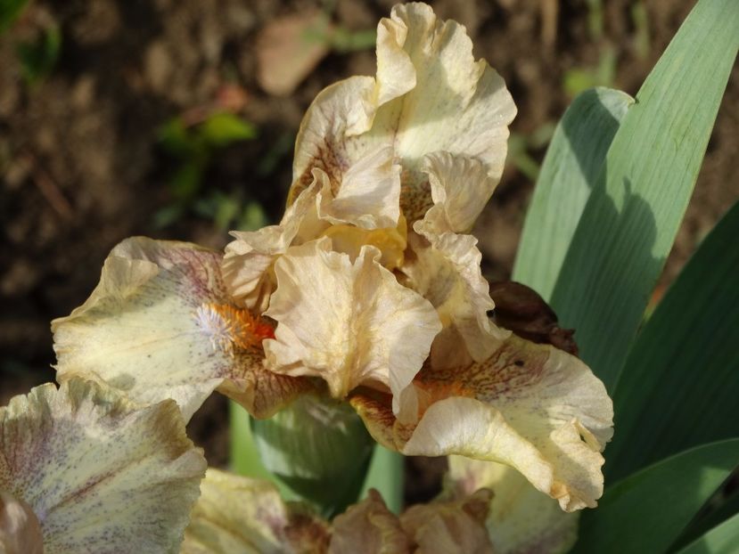  - Irisi 2015-2016-2017-2018