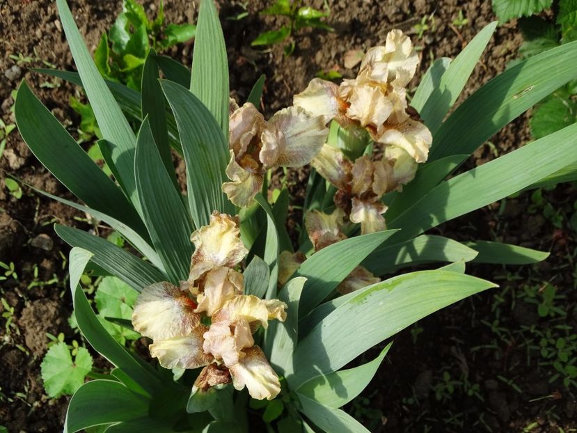  - Irisi 2015-2016-2017-2018