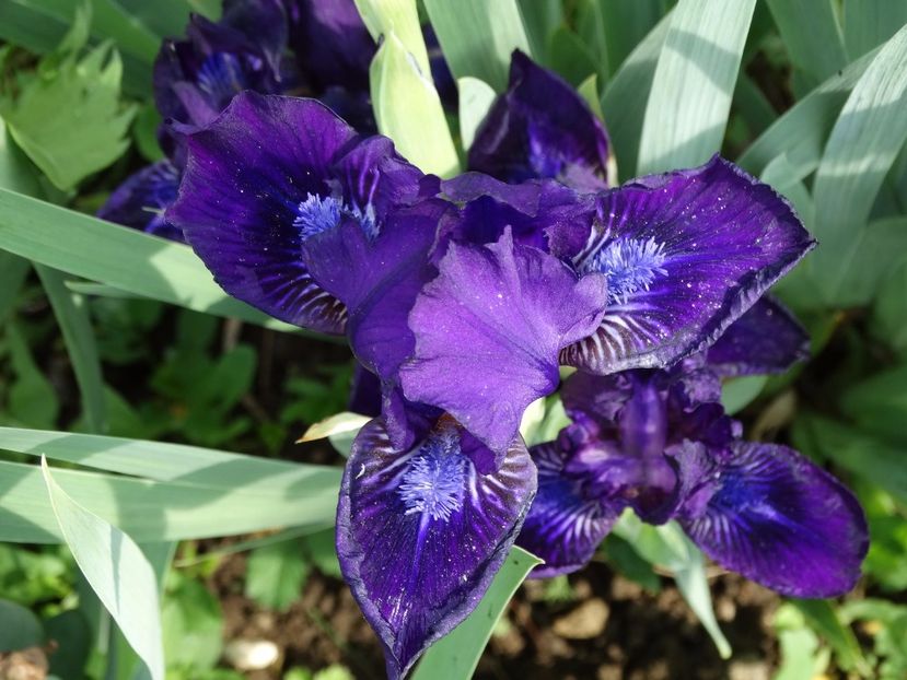  - Irisi 2015-2016-2017-2018