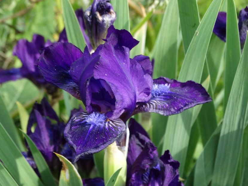  - Irisi 2015-2016-2017-2018