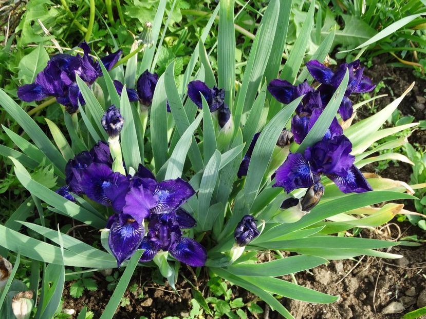  - Irisi 2015-2016-2017-2018