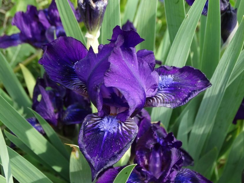  - Irisi 2015-2016-2017-2018