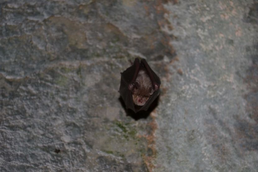 Rhinolophus hipposideros - Animale mari si mici