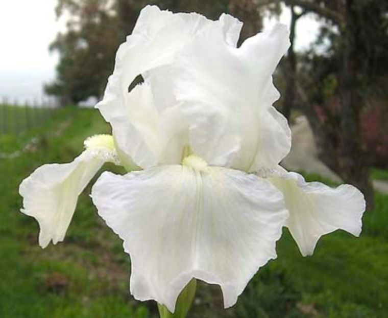 iris Imortality-8lei - Irisi disponibili