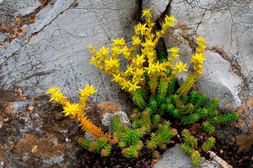 Iarba de soldina - Sedum acre Aurea - Ierbar