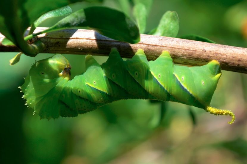 Acherontia atropos - Insectar