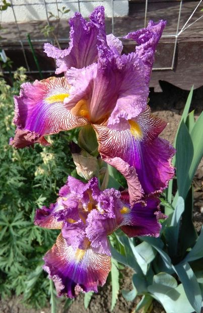 Barocco - 2017 irisi