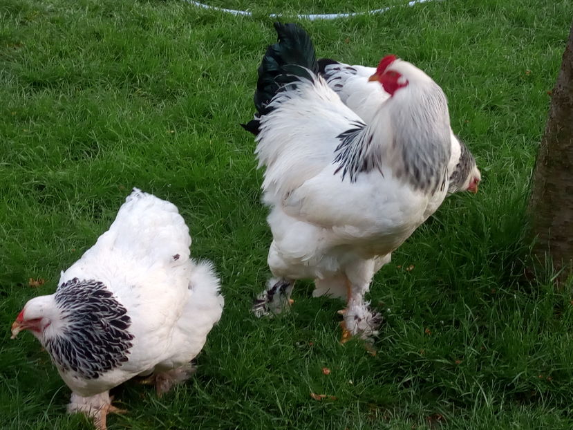  - Brahma Herminat Deschis 2017