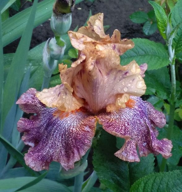 Sneezy, prima inflorire, plantat 2015 - 2017 irisi