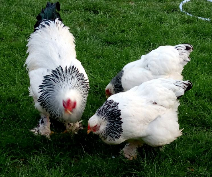  - Brahma Herminat Deschis 2017