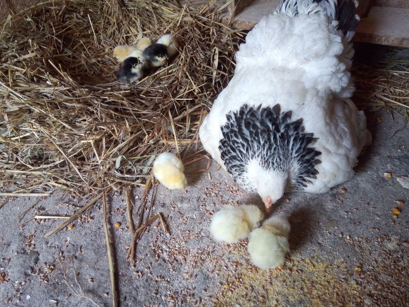  - Brahma Herminat Deschis 2017