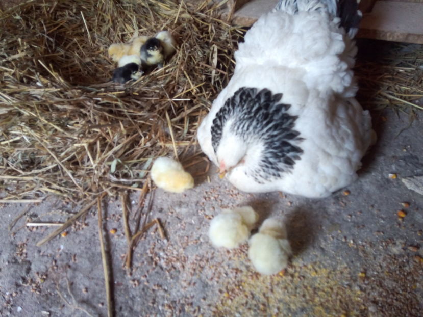  - Brahma Herminat Deschis 2017