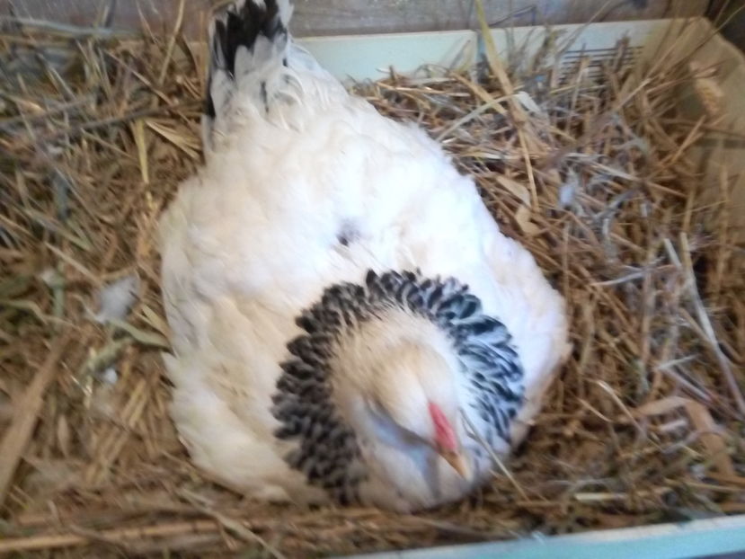  - Brahma Herminat Deschis 2017