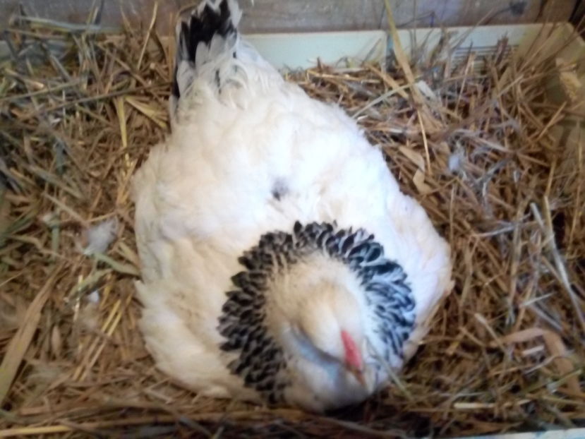  - Brahma Herminat Deschis 2017