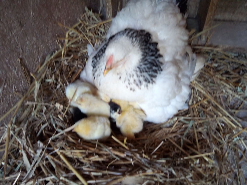  - Brahma Herminat Deschis 2017