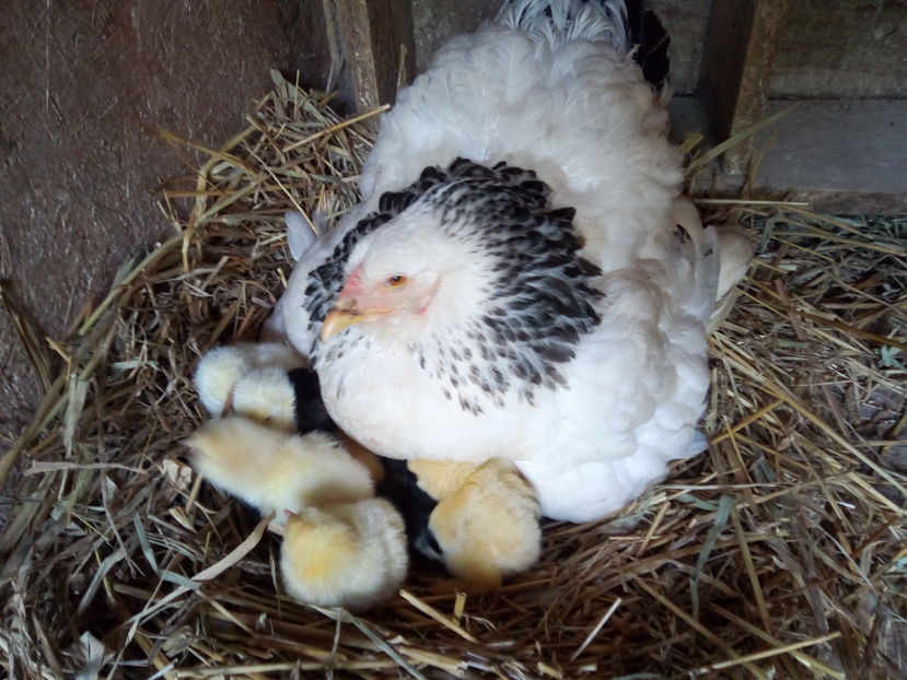  - Brahma Herminat Deschis 2017