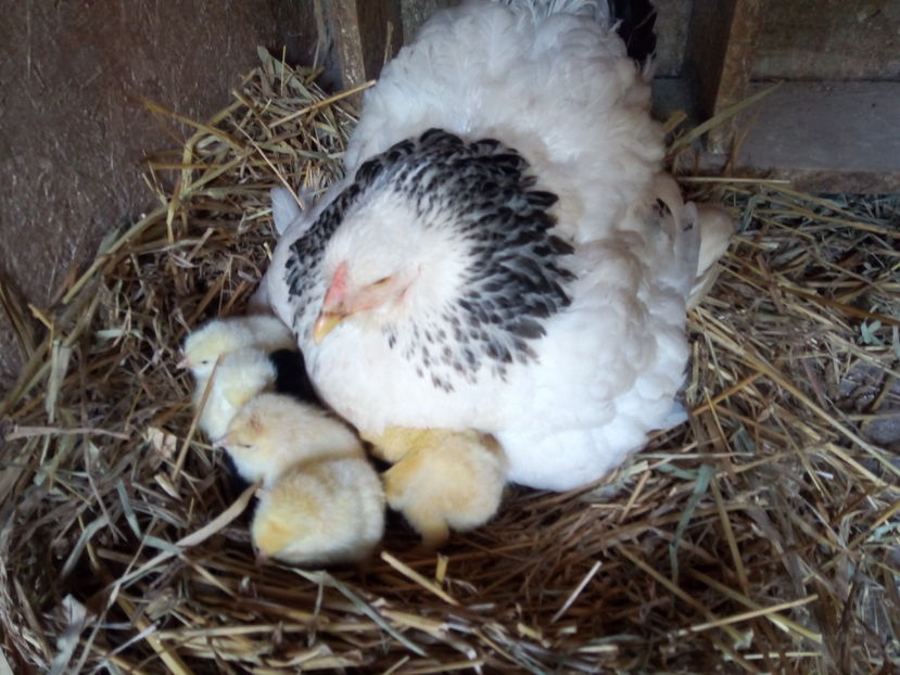  - Brahma Herminat Deschis 2017