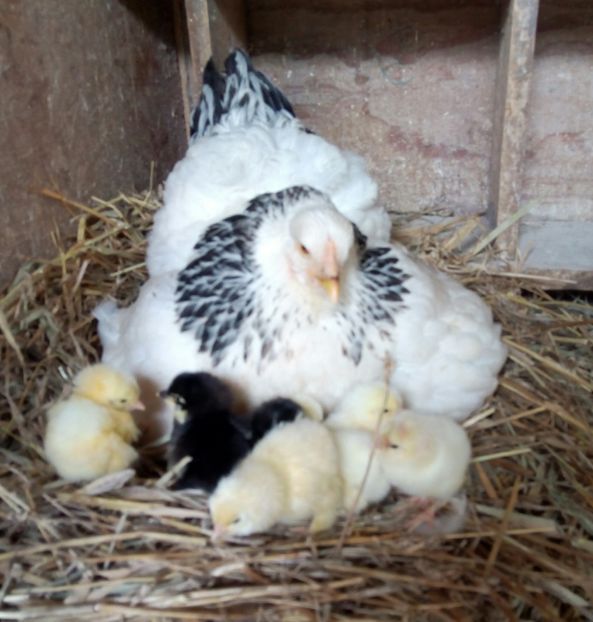  - Brahma Herminat Deschis 2017