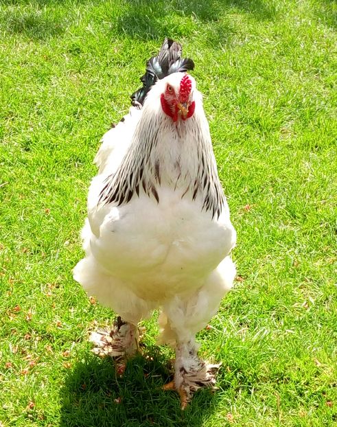  - Brahma Herminat Deschis 2017