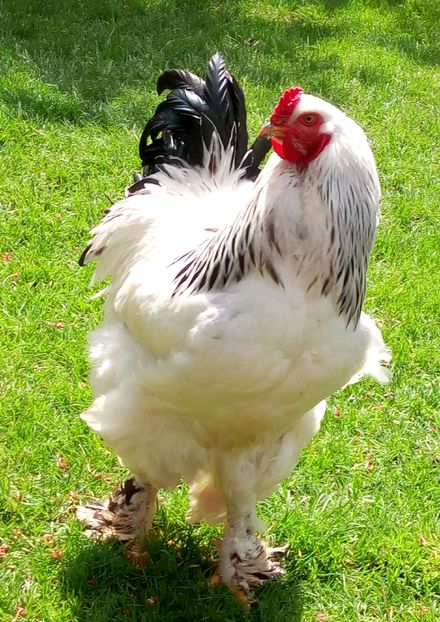  - Brahma Herminat Deschis 2017