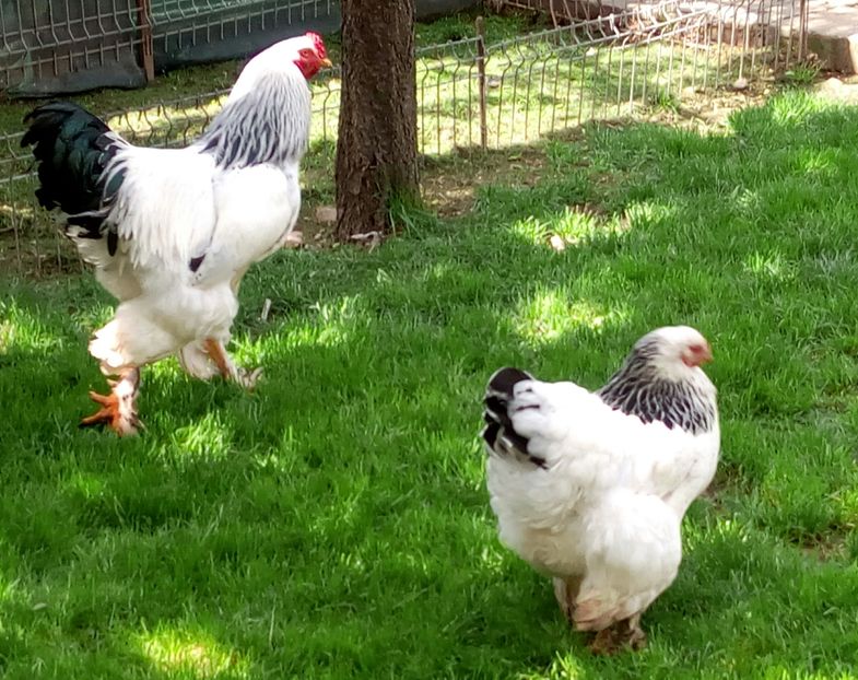  - Brahma Herminat Deschis 2017