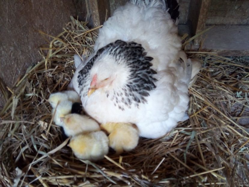  - Brahma Herminat Deschis 2017