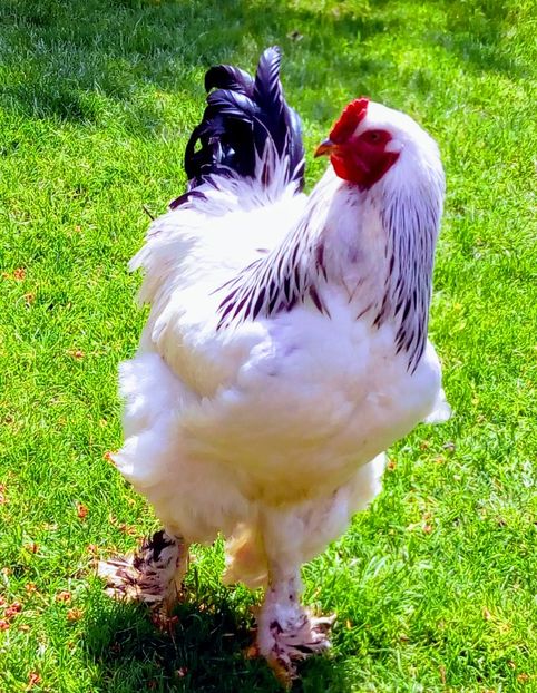  - Brahma Herminat Deschis 2017