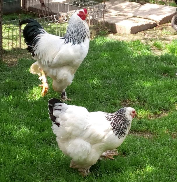  - Brahma Herminat Deschis 2017