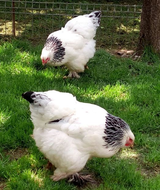  - Brahma Herminat Deschis 2017