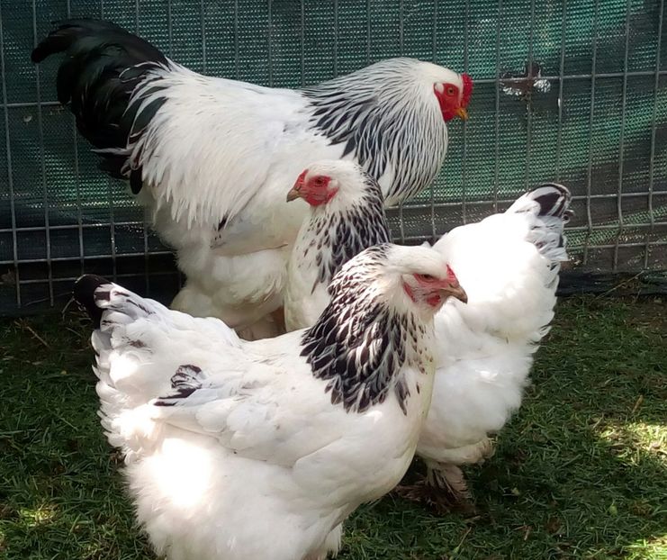  - Brahma Herminat Deschis 2017