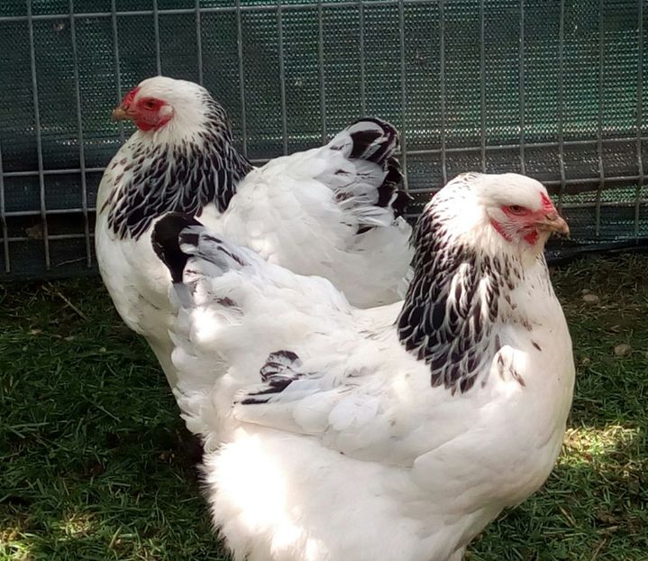  - Brahma Herminat Deschis 2017