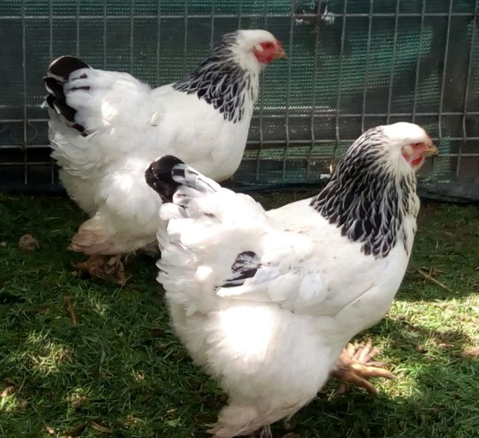  - Brahma Herminat Deschis 2017